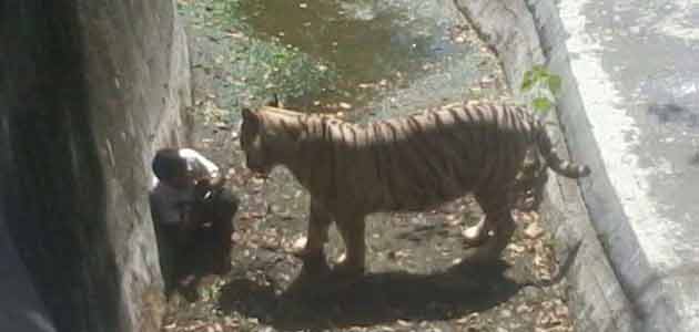 A youth fell into the enclosure of a white tiger and lost life in Delhi zoo.