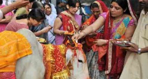 Cows are worshipped by Hindus in India.